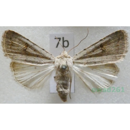 Caradrina kadenii Freyer, 1836 Slovakia7b